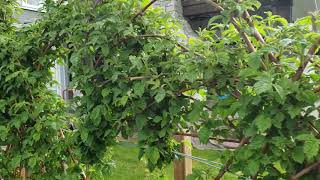 How To Maintain Raspberry Patch for More Organized Berry Growth [upl. by Laurice844]