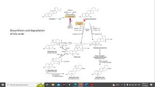 sales biliares síntesis bioquímica Harper [upl. by Rufina839]