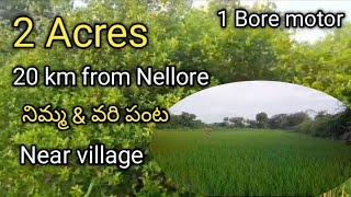 Land for sale 2 AcresVenkatachalam mandalamNellore district9676114449 [upl. by Lexis]