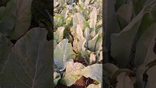 Cauliflower Brassica oleraceaफूलगोभी777vegetable farming 777 [upl. by Rodavlas99]