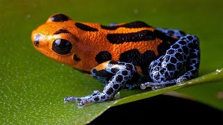 Top 10 Most Poisonous Frogs In The World Nature [upl. by Doi922]