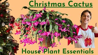 Christmas Cactus Plant Care amp Flowering Tips  How to Grow Schlumbergera Successfully [upl. by Norrahs]