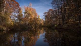 National Park  Bory Tucholskie  DJI footage [upl. by Desai926]