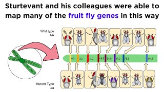 Gene Linkage and Genetic Maps [upl. by Ahsinad]