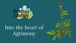 Agrimony An Unassuming Healer [upl. by Wynny]