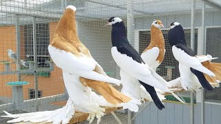 Pouter pigeons collection in Bangladesh  Pouter pigeon price  Magpie pouter  Pomerian pouter [upl. by Nessaj491]