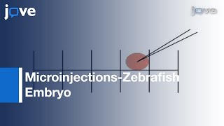 Microinjection Of Zebrafish Embryos To Analyze Gene Function l Protocol Preview [upl. by Radford]