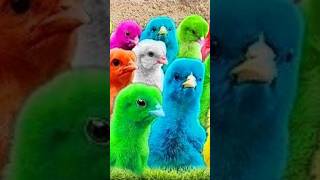 Ayam Warna Warni Ayam Rainbow Ayam lucu Bebek lucu Anak Bebek [upl. by Bracci926]