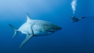 The Great White Shark of Guadalupe Island  Nat Geo Wild Documentary 2020 HD 1080p [upl. by Shama]