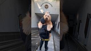 Why Goldendoodles are HATED so much dontbesourshow goldendoodle doodles dogdad [upl. by Eifos879]