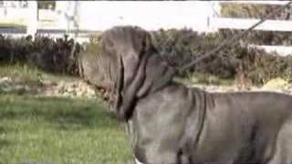 Neapolitan Mastiff Del Feudo Nisseno Cleofe [upl. by Ridglea691]