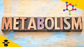 What is metabolism in biology [upl. by Strohl]