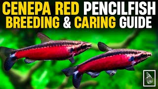 HOW TO BREED CENEPA RED PENCILFISH ✅  SUPER RED PENCILFISH BREEDING GUIDE  Serendib Aquatics [upl. by Adnuahsal659]