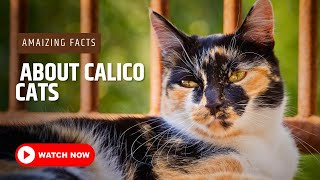 Amazing Facts About Calico Cats  Calico Cat [upl. by Zaslow]