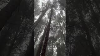 Hiking adventure Irazú Volcano Costa Rica foggy [upl. by Rovit30]