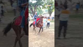 Anwar 👑 jalwa Mau Race sindhihorse horseriding horserace race horseraces animal horseride [upl. by Yelsha135]