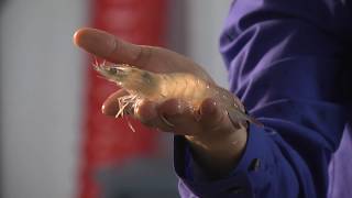 Shrimp farm grows in Pataskala [upl. by Maggy]