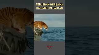 terjebak dengan harimau di laut [upl. by Aened]