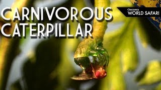 The Carnivorous Caterpillar Will Even Eat Its Own Kind [upl. by Agem]