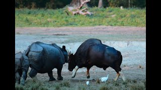 FACE OFF jaldaparanationalparkrhino wildlifefight animals safari Wild Indiagaur bisonbattle [upl. by Rekoob836]