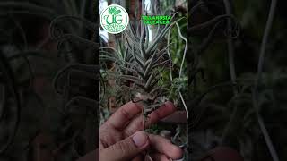 Tillandsia paleacea [upl. by Ardekal]