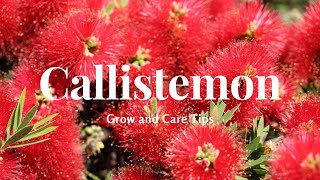 Callistemon Grow and Care Tips [upl. by Kingsley]