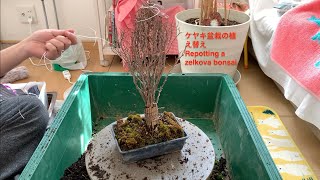 ケヤキ盆栽の植え替え Repotting a zelkova bonsai [upl. by Atsylac]