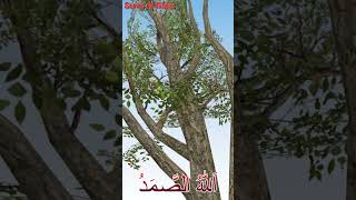 Car Near Tree With Surah Al Ikhlas video cartoon mad funny animation murottal alikhlas fun [upl. by Beatriz428]