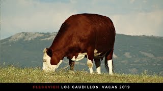 Fleckvieh Los Caudillos Vacas 2019 [upl. by Euqram619]