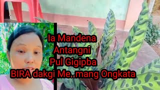 Saksa Magipani Pulo Memang Bira ongkata Uara bebe ma tola Videoko Nivo [upl. by Ttelrats]