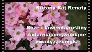 Róże i lawendy rośliny zadarniające wabiące owady rośliny przy oczku i przy strumyku [upl. by Nahtanaoj]