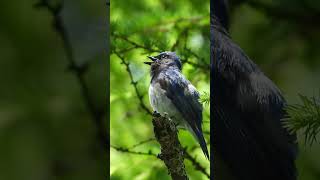 オオルリの鳴き声The cry of Cyanoptila cyanomelana370野鳥shorts [upl. by Rednas]