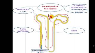 Physiologie rénale  Notions de base [upl. by Evyn937]