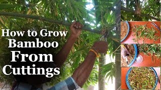 How to Grow Bamboo from Cuttings at Home amp Growing Easy Tips with Bamboo careGREEN PLANTS [upl. by Luigi734]