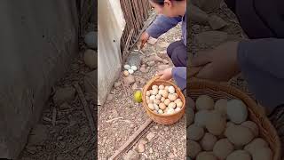 The process of picking eggs in the chicken farm [upl. by Annoj]