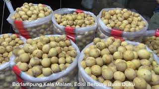 Lampung Banjir Buah Duku Harga Anjlok dari Rp 15 rb Menjadi Rp 7 rbKg Senin 25032024 [upl. by Llerreg]