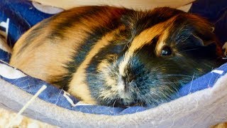 Top Guinea Pig Products [upl. by Medeah]