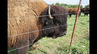 Exotic meats  Bison Beefalo provide lean healthy beef [upl. by Eednus992]