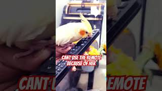 UNSTOPPABLE COCKATIEL shorts short shortvideo cute bird cockatielbird [upl. by Sampson]