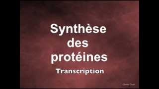 Synthèse des protéines Transcription [upl. by Acinorehs802]