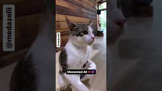 Meowmed Ali [upl. by Atinihc]