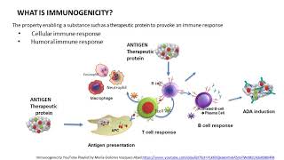 General principles Clinical interpretation of immunogenicity [upl. by Saidel]