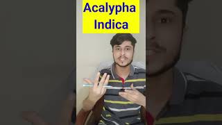 Acalypha Indica Homeopathic Medicine short youtubeshorts [upl. by Annahavas143]