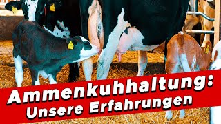 Unsere Erfahrung mit der Ammenkuhhaltung  My KuhTube Film 930 [upl. by Newkirk180]