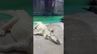 UpClose with a Rare Albino Alligator at Gatorland  Stunning Details albinoanimals albino [upl. by Arst33]