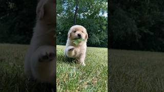 Adorable Golden Retriever puppy playing with a leaf 😍🍁 shorts cute puppy puppies dog dogs [upl. by Annoj]