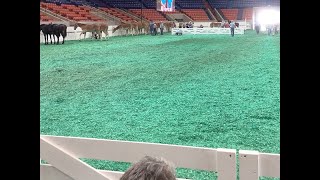 2023 KY State Fair Mule Show [upl. by Haramat608]