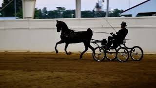 Steve and Nobu in Class 12  Hackney Pony Open  Dayton Horse Show on July 31 2024 [upl. by Ekard306]