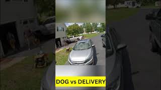 Dog vs Mailman Chase Cam Editionfunny funnyvideo [upl. by Ehsiom]