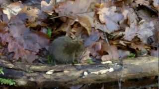 Nornica ruda  Bank Vole [upl. by Casilde]